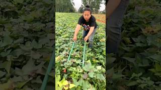 Amazing Sweet Potato 🍠🍠 Harvesting from Farm With Rural Farmer 🤤🤤 shorts potato youtubeshorts [upl. by Esor]