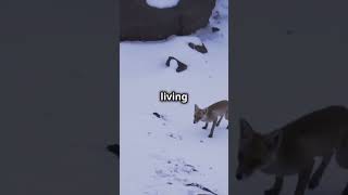 The Arctic Fox A Glimpse into the Wild [upl. by Robina]