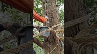 Gum resins are extracted from trees in Sumatra Indonesia IncenseMedia GumDamar [upl. by Nauh]