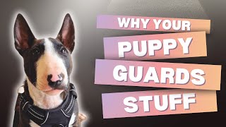 Why Your Puppy Guards Stuff amp How to Fix It [upl. by Lorraine]