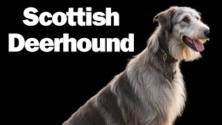 Scottish Deerhound [upl. by Tilagram]