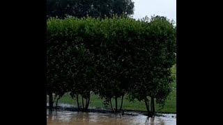 Green Buttonwood Conocarpus erectus for a Wide Hedge [upl. by Docilu204]