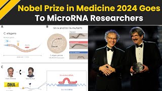 Nobel Prize In Medicine 2024 Victor Ambros And Gary Ruvkun Win For Discovery Of MicroRNA [upl. by Aloin]