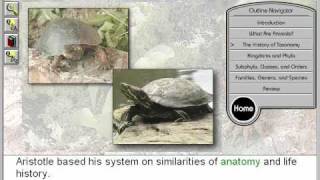 Animal Classification The History of Taxonomy [upl. by Llerdnek]