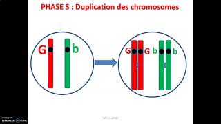 Croisement chez la souris  méiose et brassage interchromosomique [upl. by Dnalyk818]