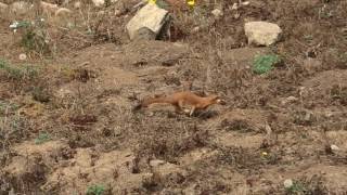 California LongTailed Weasel  Point Reyes National Seashore [upl. by Ahsyekat]