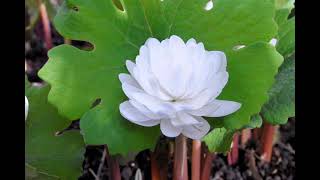 Sanguinaria canadensis [upl. by Enineg861]