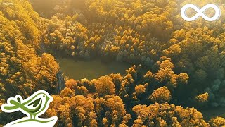 Beautiful Relaxing Music • Calm Piano Music amp Guitar Music with Birds Singing [upl. by Hedvah689]