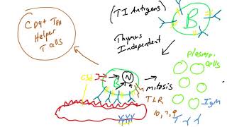 TI antigens vs TD antigens [upl. by Adle]