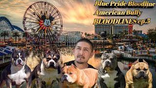 American Bully Bloodlines Blue Pride Episode 4 [upl. by Okihcim161]