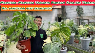 MONSTERA  MONSTERA VARIGATA PERFORM KUALTIAS TERBAIIK ⁉️ WAH ADA MONSTERA MINT EKONOMIS [upl. by Annaira631]