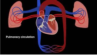 Pulmonary and systemic circulation 2017 HD [upl. by Marc]