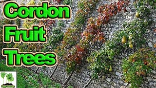 How to Grow Cordon Fruit Trees Complete Guide [upl. by Agamemnon964]