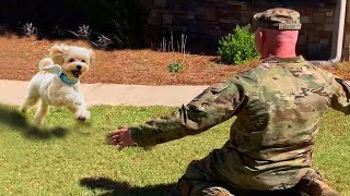 Most Heartwarming Dogs Reunions with Their Owners That Will Melt Your Heart ❤️ [upl. by Llerrahs]