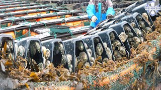 이런 정성이 압도적인 한국 영양죽 공장 몰아보기  Overwhelming porridge mass production BEST  Korean food factory [upl. by Ahseirej]