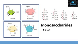 What Are Monosaccharides [upl. by Kovar]