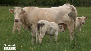 Boeuf de Charolles La tendresse est dans la viande [upl. by Ponce]