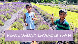 Lavender Season  Peace Valley Lavender Farm  Pick Your Own Lavender [upl. by Burris778]