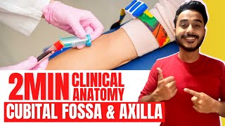 cubital fossa clinical anatomy  axilla clinical anatomy  axillary artery clinical anatomy [upl. by Strage]