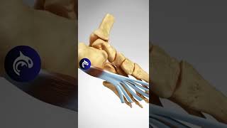 See what Plantar Fasciitis looks like in 3D Animation feet foot heelpain [upl. by Borroff66]