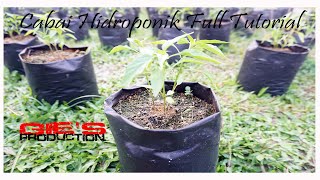 Cabe Hidroponik 4 Proses Pruning [upl. by Iahcedrom638]