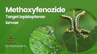 Methoxyfenozide Insecticide Mode of Action formulation Uses and Benefits for Pest Control [upl. by Dnamron879]