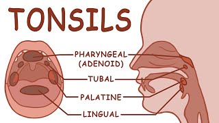 THE TONSILS  ANATOMY AND PHYSIOLOGY [upl. by Eylatan678]