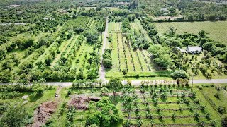 Check Out This 15Acre Organic Tropical Fruit Operation [upl. by Jac915]