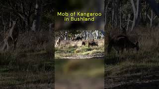 Mob of Kangaroos in Bushland nature wildlife shorts [upl. by Assilat]