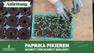 Paprika pikieren 🫑 Schritt für Schritt erklärt So machst du es richtig [upl. by Airbas]