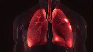 Anatomy of the lungs  lungs anatomy  structure of lungs  3d model of lungs [upl. by Lakym272]