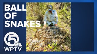 BALL OF SNAKES  Wildlife experts capture 500 pounds of Burmese pythons in Florida [upl. by Four]