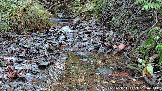 Redshouldered Hawk catches prey in stream on PA Wildlife Cam 1 9292024 [upl. by Otsirave]