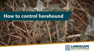 How to control horehound [upl. by Eed314]