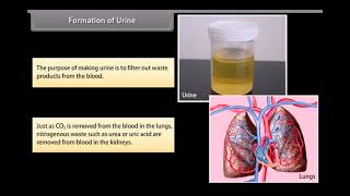 Excretion in Human Beings  Life Processes  Class 10 Biology [upl. by Rambert181]