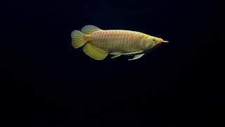 Albino crossback arowana [upl. by Eldora229]