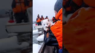 This adorable Arctic fox has been rescued and is now ready to start a new chapter in life winter [upl. by Tobye]