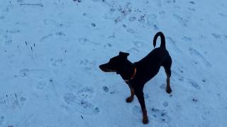 Deutscher Pinscher Buddy 7 Monate Erste Begegnung mit Schnee [upl. by Tench]