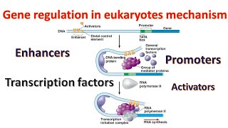 Gene regulation in Eukaryotes Promoters  Transcription factors  Enhancers Genetics for beginners [upl. by Aloivaf673]