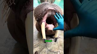 Why is there metal cap in its tusks shorts youtubeshorts viralshorts facts amazingfacts [upl. by Shirleen88]