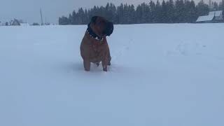 Huge Muscular Boerboel Pose [upl. by Tirza]