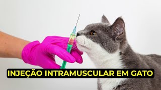 Como aplicar injeção intramuscular em gato explicado [upl. by Aldredge]