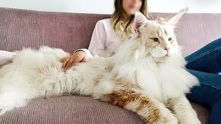 14 BIGGEST Cats in the World [upl. by Nylednarb]