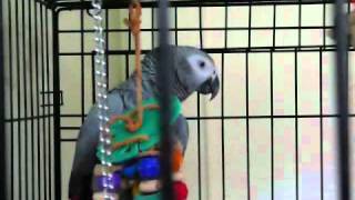 Best talking parrot in the world Clover knows 350 words with subtitles [upl. by Odidnac332]