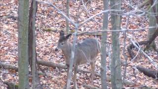 Thompson Center Pro Hunter FX 50 Doe Harvest [upl. by Honna]