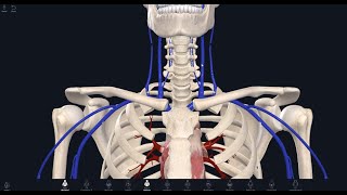 Brachiocephalic veins  superior vena cava amp inferior vena cava [upl. by Peugia601]