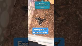 Escorpión 🦂 Fosforescente increíble [upl. by Silliw]