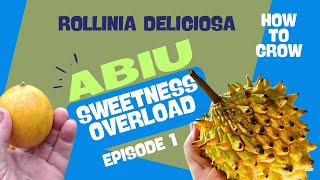 How to grow Rollinia and Abiu from seed Sweetness overload [upl. by Atlee]