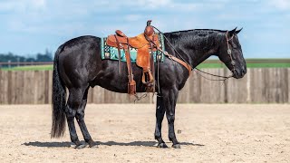 221 Radio 2019 AQHA Black Gelding  Offered at Billings Livestock September 28th [upl. by Akelam]