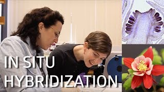 in situ Hybridization [upl. by Suedaht710]